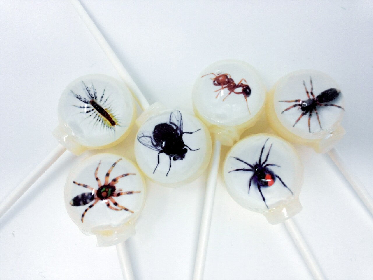Insect Lollipops 6-piece set by I Want Candy!